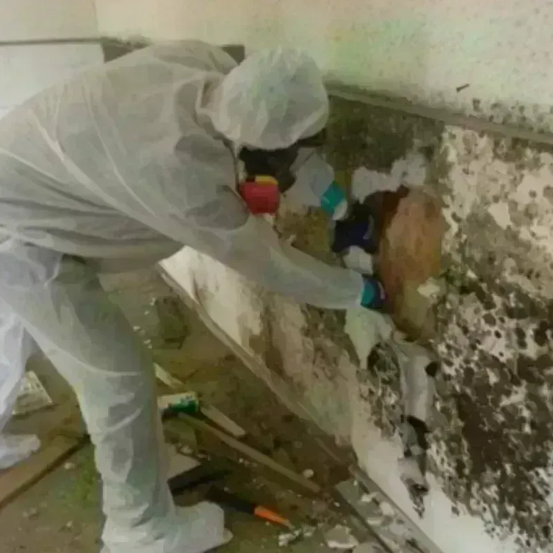 Mold Remediation and Removal in Minersville, PA